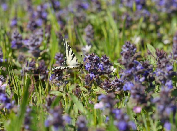 Festival der Wildpflanzen